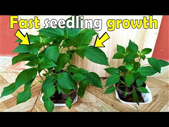 A simple trick to grow healthy Pepper seedlings fast || Your chilies will thank you for this