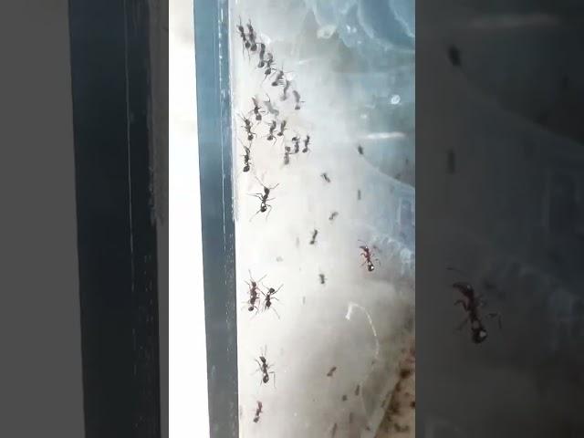 How My Ants Almost Escaped