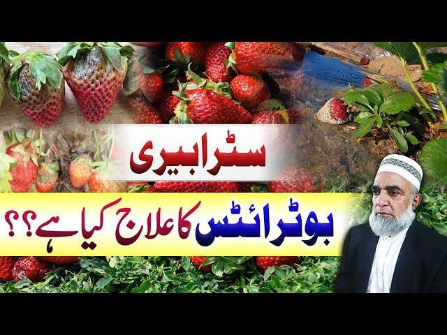 How to control Botrytis disease of Strawberry || Crop Reformer