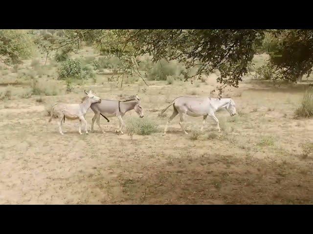 Male donkey meeting with Female donkey mating time| Animal breading | Animal Meeting |2024