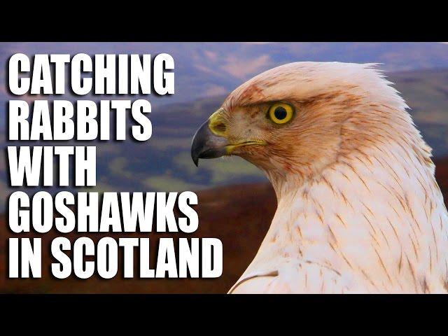 Catching Rabbits with Goshawks in Scotland