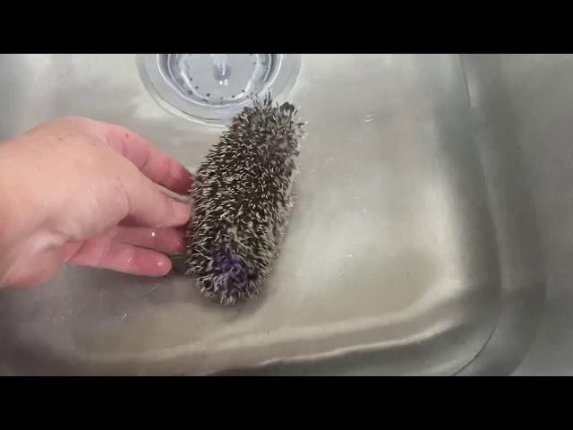 Otsego hedgehog baby