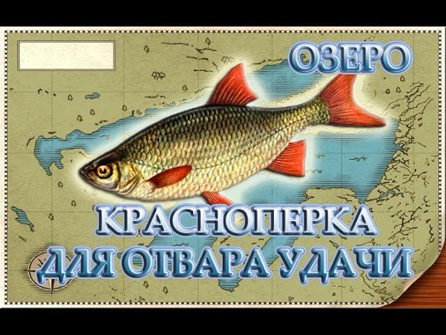 Краснопёрка для отвара удачи. Русская рыбалка 3.99