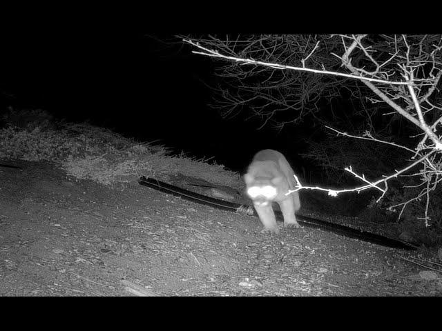 Mountain Lion in backyard -- San Mateo, California, Jan 9, 2021