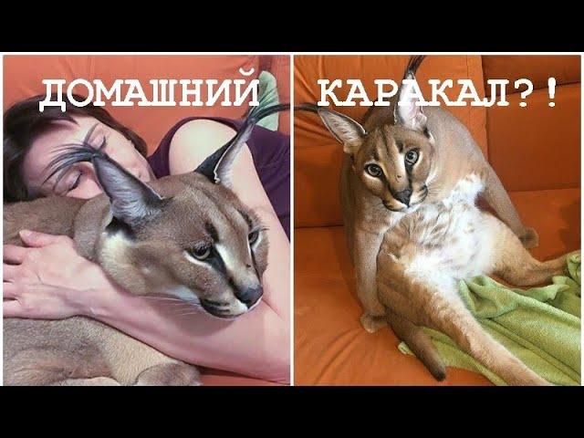 Стоит ли заводить каракала как домашнего питомца?