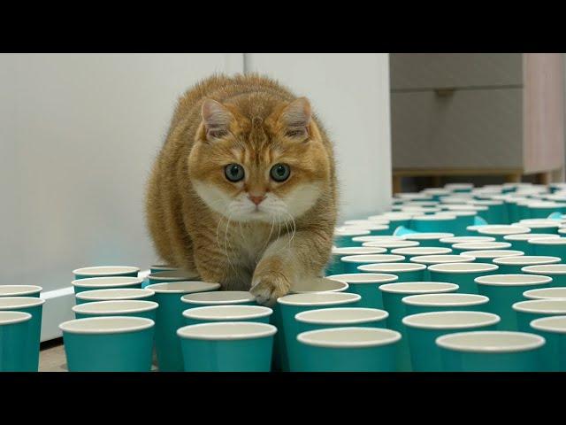 Funny Cat Paper Cup Challenge!