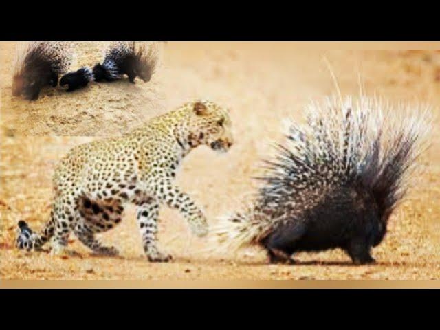 Porcupine parents save their babies from leopard attack.