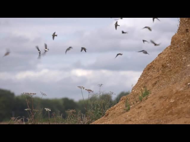 Sand Martin Colony