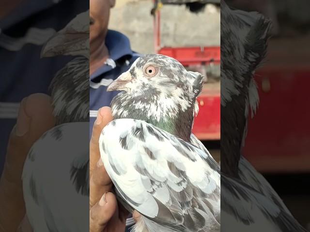 JAMA Masjid kabutar market delhi #pigeon #islamicarchitecture #kabootar #whitepigeon #jamamasjid