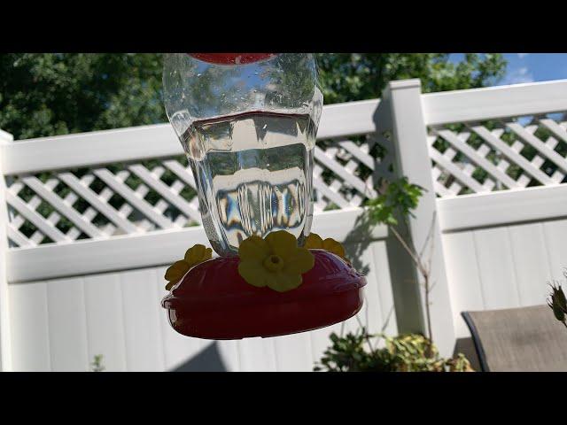 MRS. G  ADVENTURES is going live! Hummingbird LIVE