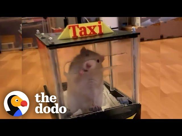 Rats Learn To Drive Tiny Cars | The Dodo