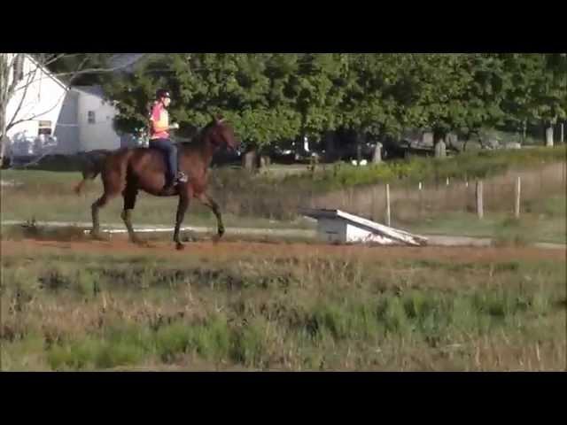 SS Elegance - Totterbred Stanardbred