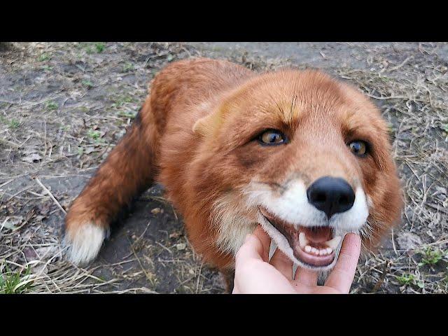 Alf the Fox Gets Zoomies