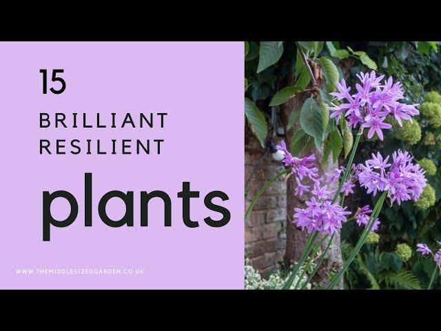 12 drought tolerant plants that will also be happy if it rains!