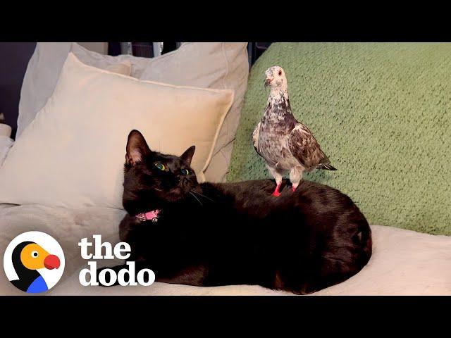 Rescue Pigeon Loves To Massage Her Cat Sisters | The Dodo