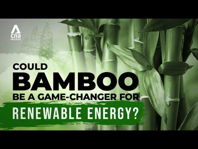 What Is Biomass? (And Why Bamboo Could Be A Game-Changer For Renewable Energy) | Power To The People