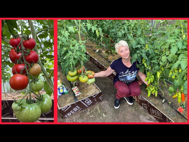 TOMATOES - our impressions of new varieties