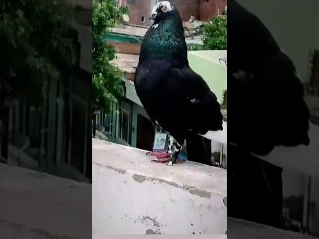 KING IS KING'S ||#pigeon #shorts #kabutar #trending ||vision kabutar ||