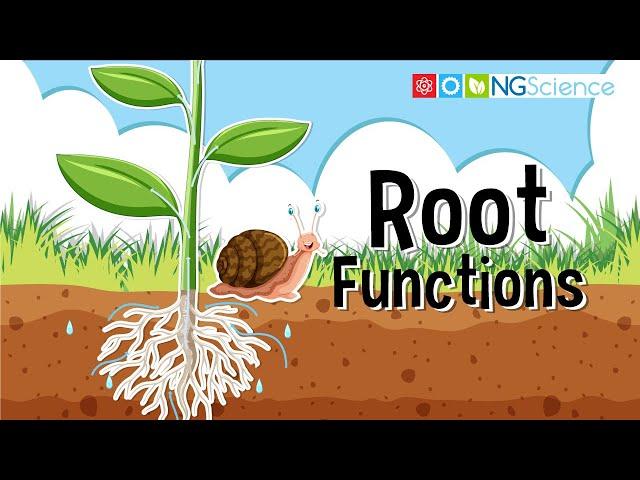 Root Functions