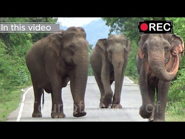 Thrilling and beautiful journey - wild elephants are always on the wild road. #elephant #wildlife