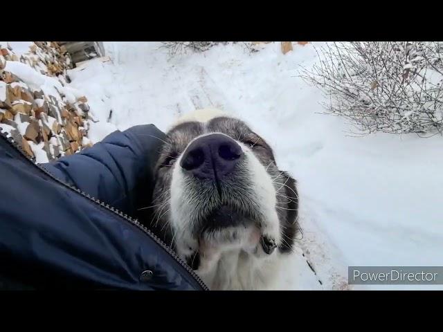 Аборигенка. Папа сдал рыбу на лекарство. Документальный фильм. 30.11.24