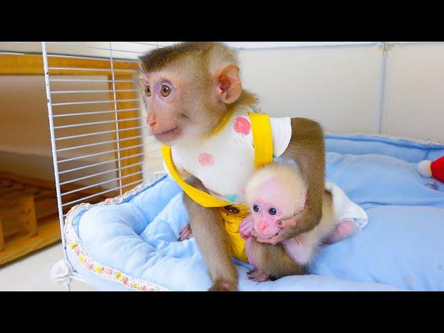 Monkey Pupu cares for and helps baby monkey poki very thoughtfully