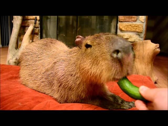 JoeJoe the Capybara Eats a Tiny Cucumber