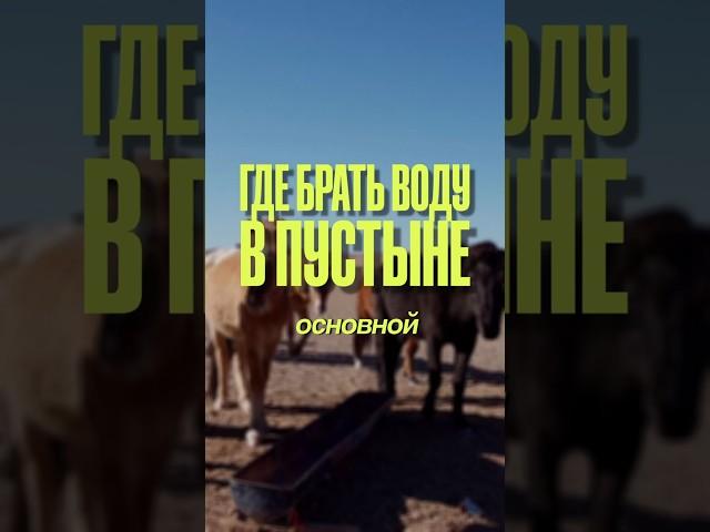 Ищем воду в пустыне  #путешествия#монголия #travel