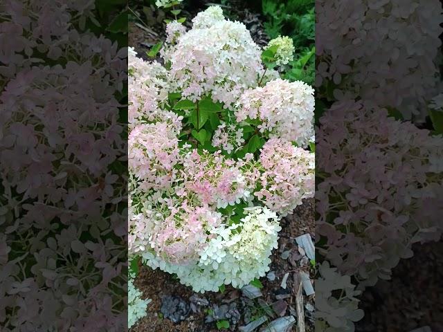 Гортензия метельчатая/ Hydrangea paniculata Bombshell. Воздушное облако.