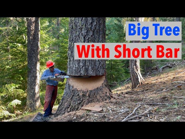 How I Cut Down Big Trees w Short Bar Double Cut