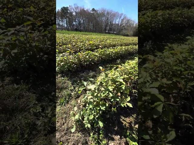 Chestnut Oak Seedlings – Tn Nursery