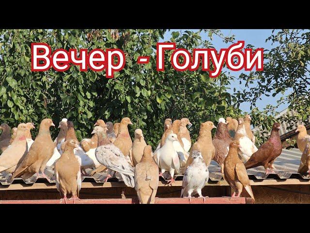 Мои голуби- вечер