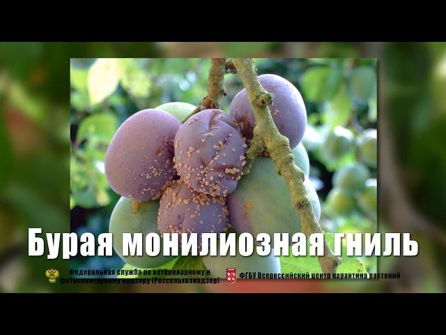 Бурая монилиозная гниль (Monilinia fructicola (Winter) Honey)