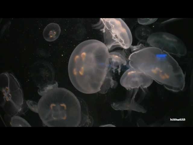 Moon Jellyfish ( Aurelia aurita ) So Calming!