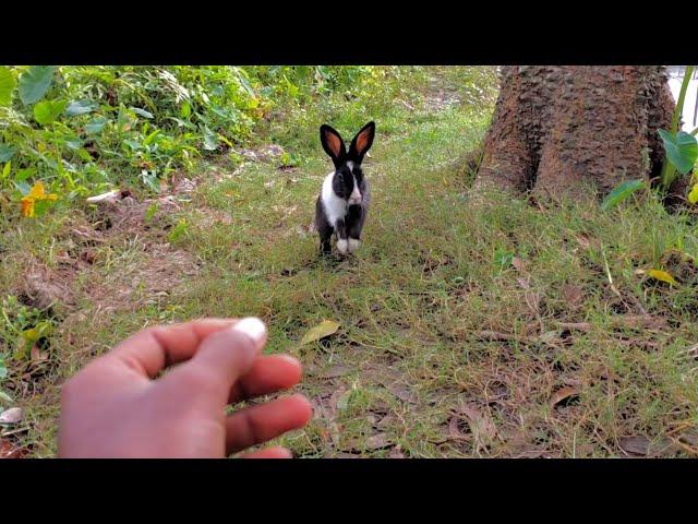 How to Train Rabbit in Hindi