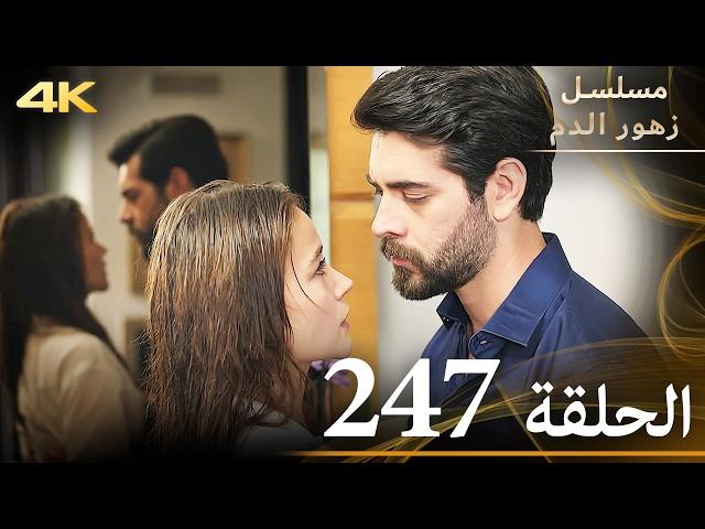 الحلقة 247 | مسلسل زهور الدم | مدبلج بالعربية | Kan Çiçekleri | جودة 4K