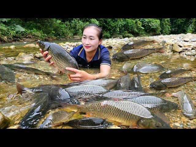 Encounter huge schools of fish - Trap fish and catch fish go to countryside market sell | Ly Thi Tam