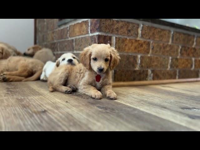 Puppy Playtime. Cute puppies that are miniature golden retrievers from Robyn’s Nest Mini Goldens.