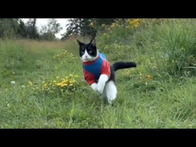 Shelter cat starts to hop like bunny after adoption