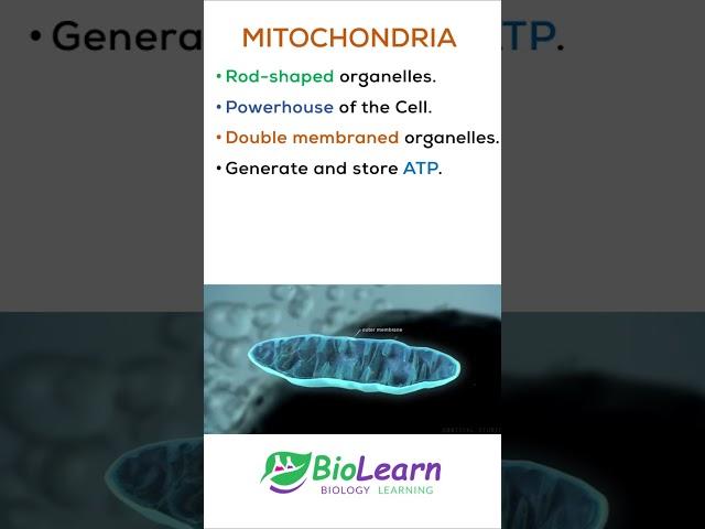 MITOCHONDRIA | Powerhouse of the Cell | 1-minute Biology | BioLearn #shorts #youtubeshorts