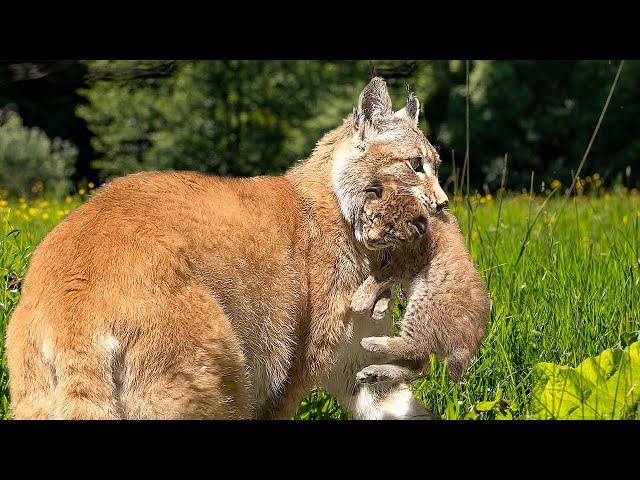 LYNX Umka threw her kitten to Hanna / Acquaintance of kittens