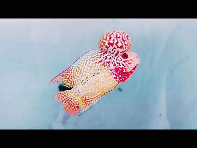 Top 15 Most Beautiful Golden Base King Kamfa Flowerhorn Fish