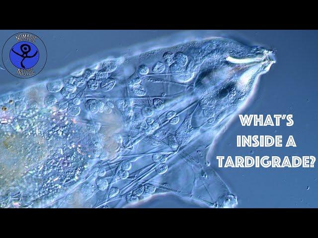 What is inside a Tardigrade? Water Bear Anatomy