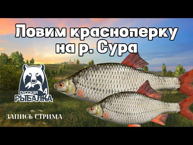 Ловим красноперку / р. Сура / Русская рыбалка 4 / #рр4