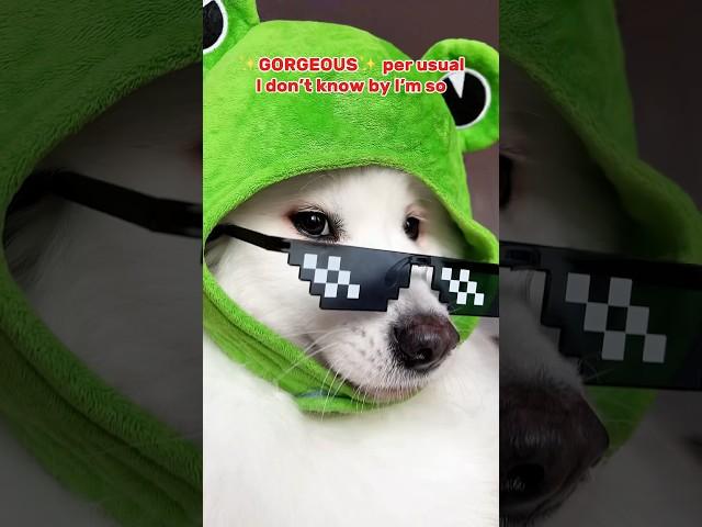 Send this to your Bestie ️ #funny #tiktok #cutedog #cute #samoyed #dogshorts ib:lukefranchina