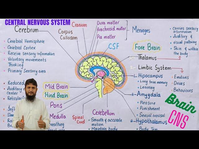 Human brain structure and function | central nervous system