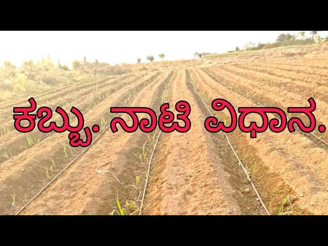 Kabbu Nati Vidhana .How to growths sugar cane plant methods