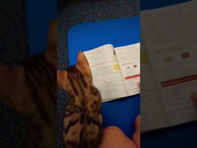 Kitten is learning to read