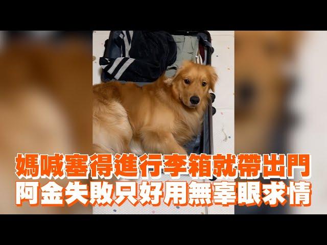 媽喊塞得進行李箱就帶出門　黃金獵犬失敗只好用無辜眼求情｜寵物動物｜精選影片