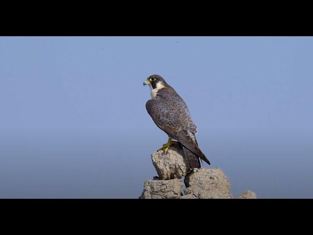 Peregrine Falcon (Falco peregrinus) in habitat and it's call